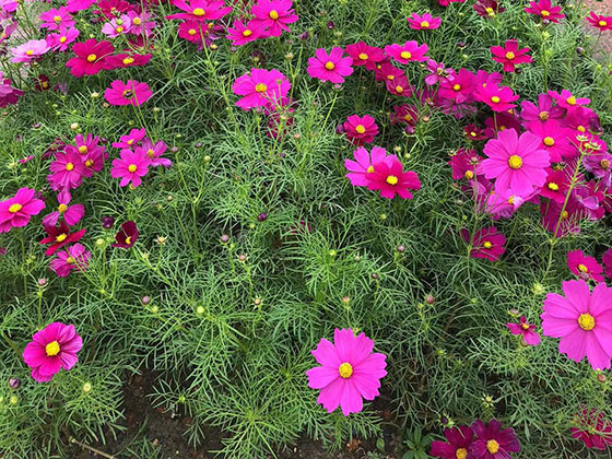 廊坊友情鲜花-广场花坛摆设设计